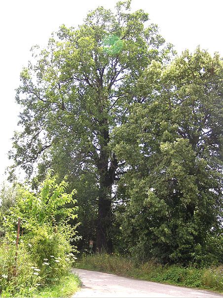 Památný strom Dub letní